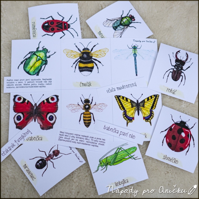 třísložkové karty hmyz